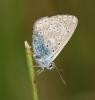 Polyommatus icarus